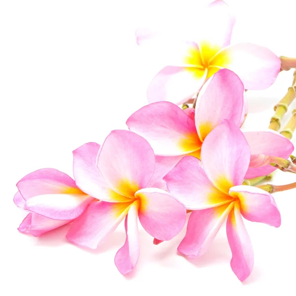 Plumeria flowers — Stock Photo, Image