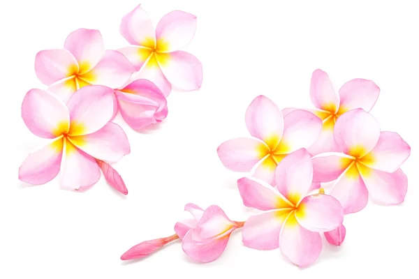 Plumeria kwiaty — Zdjęcie stockowe