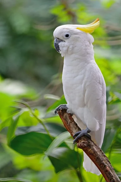 Cockatoo solforato — Foto Stock