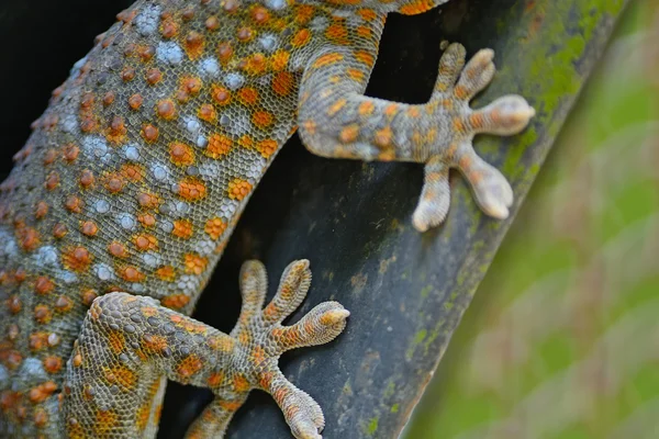 Geckoeidechse Stockfoto