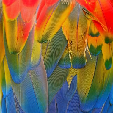 Scarlet Amerika papağanı tüyler