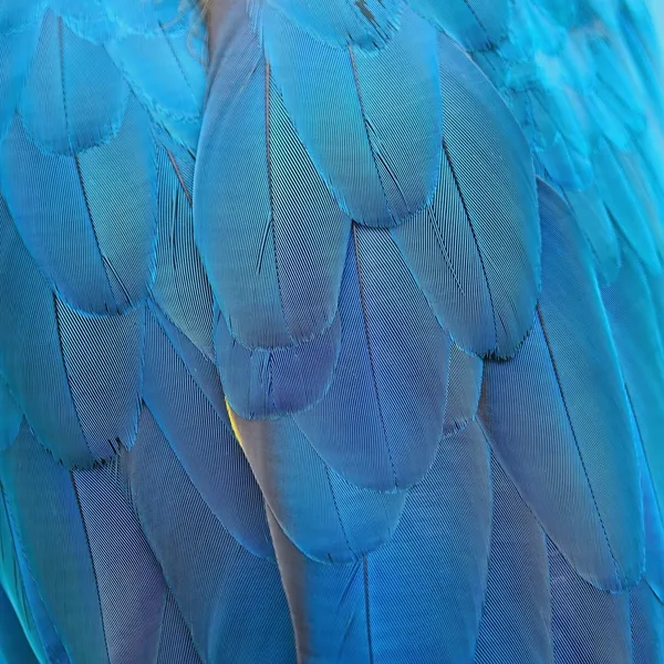 Blue and Gold Macaw feathers — Stock Photo, Image