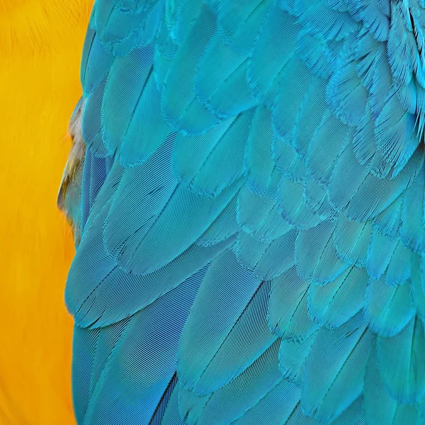 Mavi ve altın Amerika papağanı tüyler — Stok fotoğraf