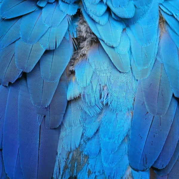 Blue and Gold Macaw feathers — Stock Photo, Image