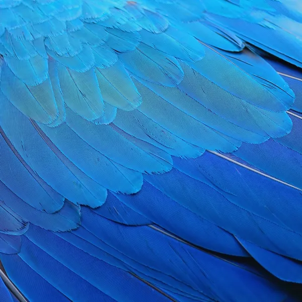 Ara niebieskie i złote pióra — Zdjęcie stockowe