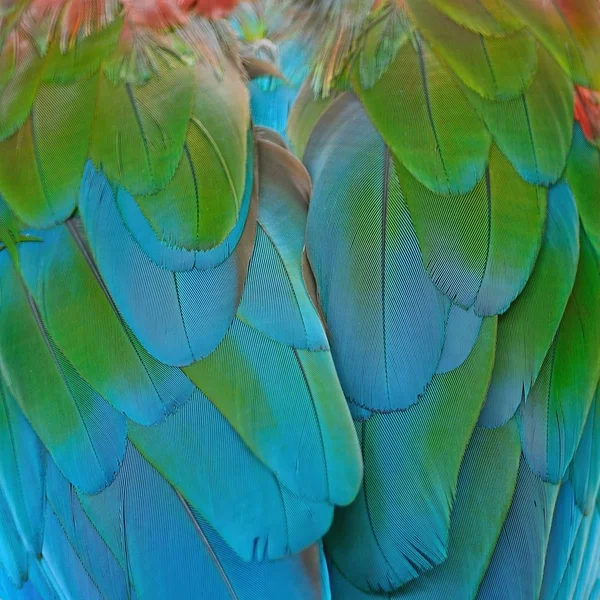 Plumas de guacamayo de alas verdes —  Fotos de Stock