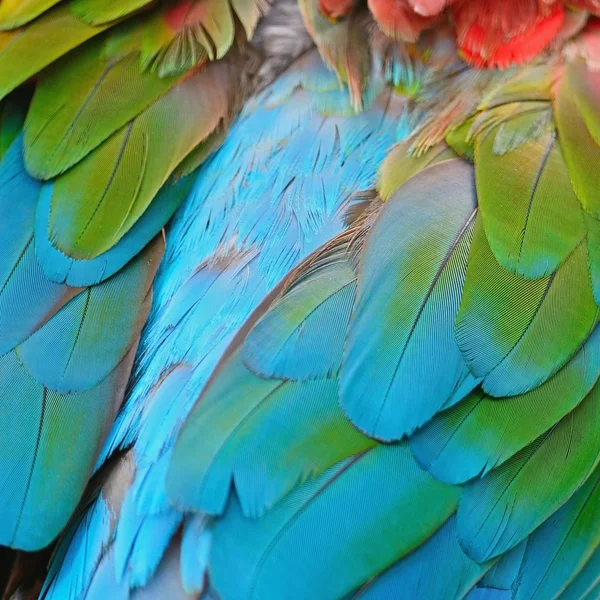 Plumas de guacamayo de alas verdes —  Fotos de Stock