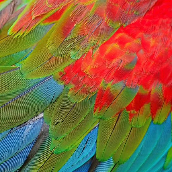 Greenwinged Amerika papağanı tüyler — Stok fotoğraf