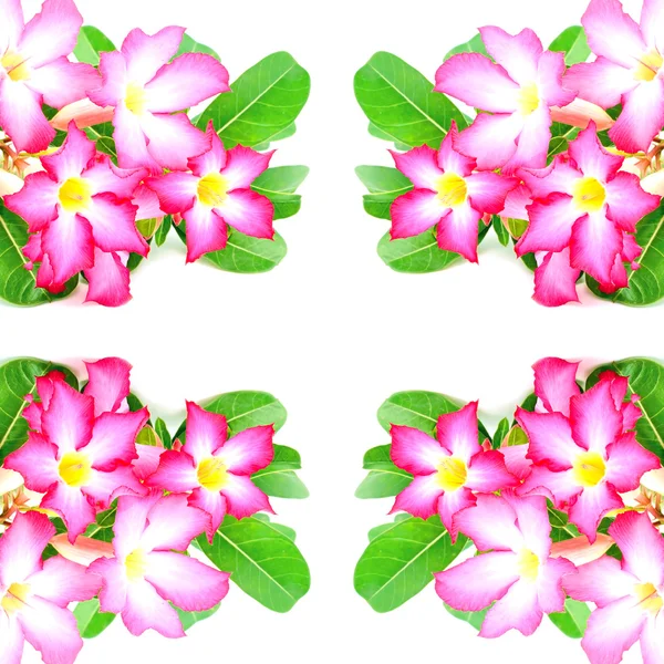 Impalalelie bloem — Stockfoto