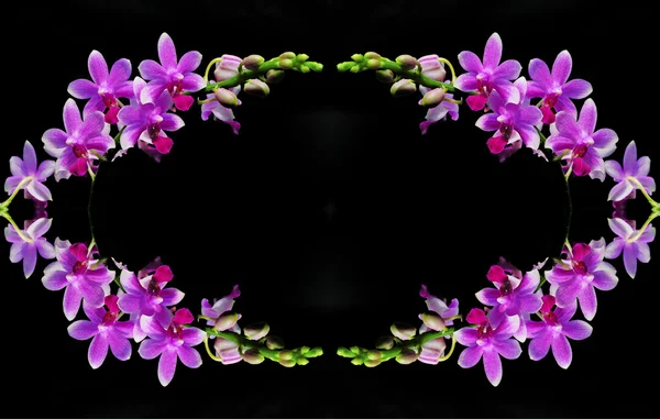 Hybryda Phalaenopsis — Zdjęcie stockowe