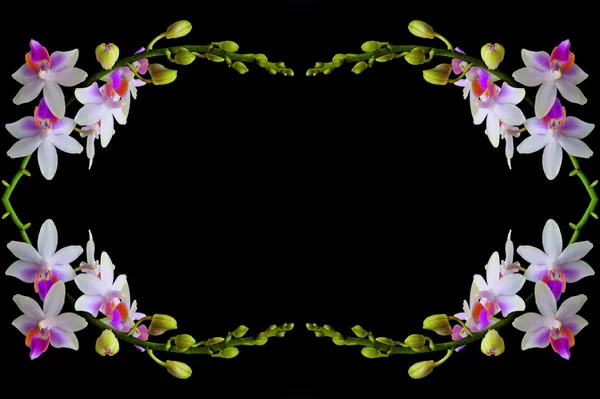 Phalaenopsis híbrido — Fotografia de Stock