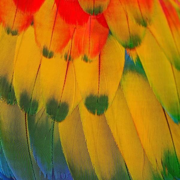 Plumas de guacamayo escarlata — Foto de Stock