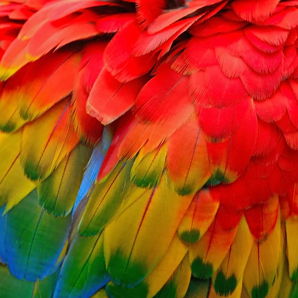 Plumas de guacamayo escarlata — Foto de Stock