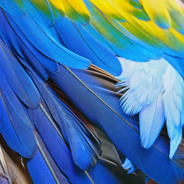 Plumas de guacamayo escarlata —  Fotos de Stock