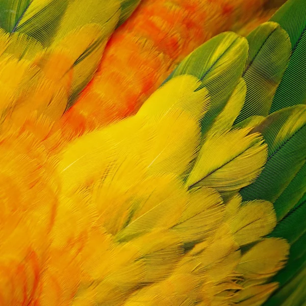 Sun Conure feathers — Stock Photo, Image