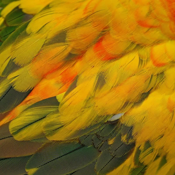 太阳锥羽毛 — 图库照片