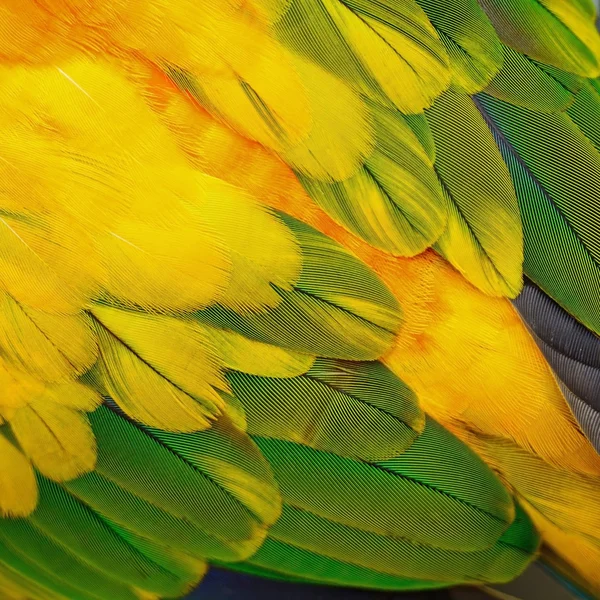 Sole Conure piume — Foto Stock