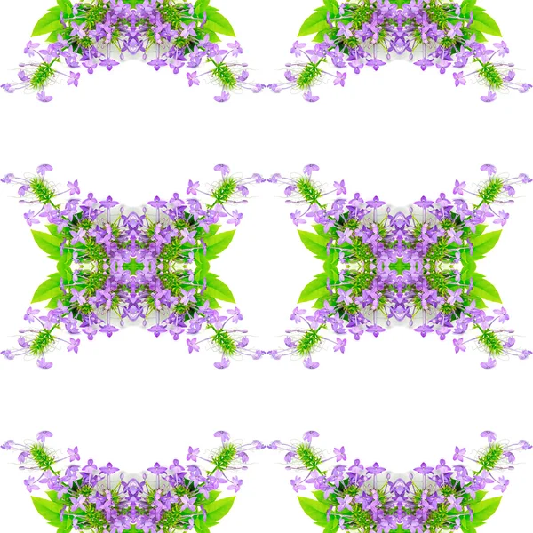 Violet Ixora flower — Stock Photo, Image