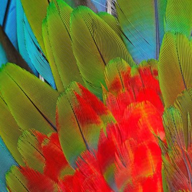 Greenwinged Macaw feathers clipart
