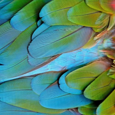 greenwinged Amerika papağanı tüyler