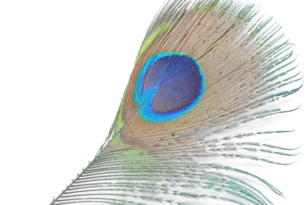 Green Peacock feathers — Stock Photo, Image