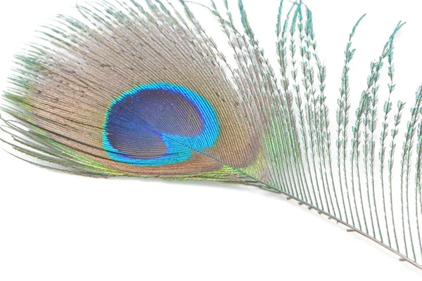 Green Peacock feathers — Stock Photo, Image