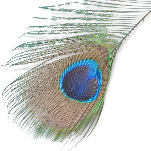 绿孔雀的羽毛 — 图库照片