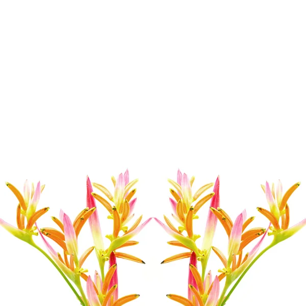 Heliconia Sassy — Stock Photo, Image