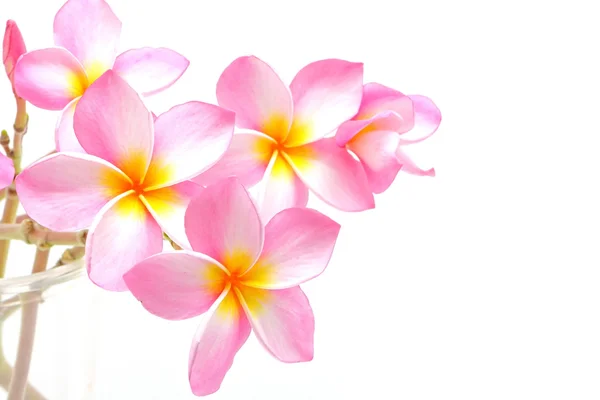 Pink Plumeria — Stock Photo, Image