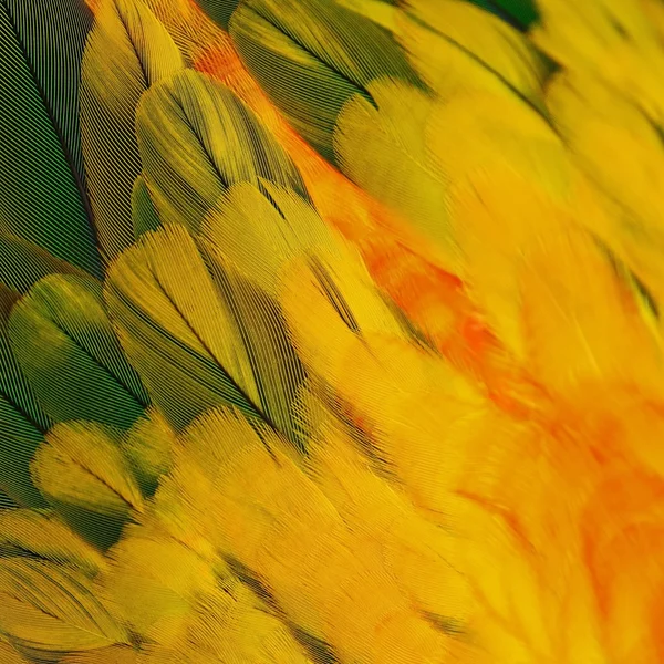 Sun Conure feathers — Stock Photo, Image