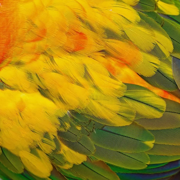 Sol Conure plumas —  Fotos de Stock