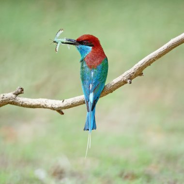 Blue-throated Bee-eater clipart