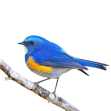 erkek Himalaya bluetail izole