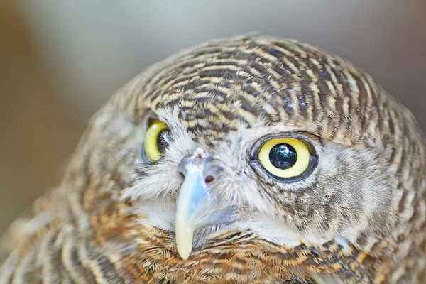 Asian Barred Owlet — Stock Photo, Image