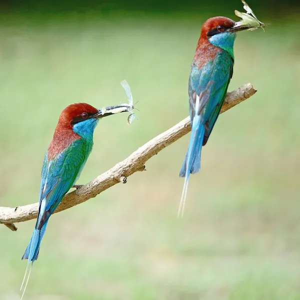 Modrá throated bee-eater — Stock fotografie