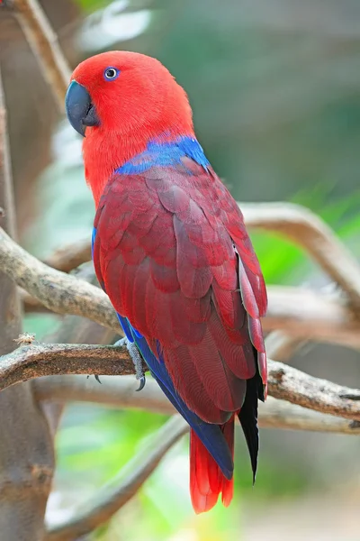 Θηλυκό eclectus παπαγάλος — Φωτογραφία Αρχείου