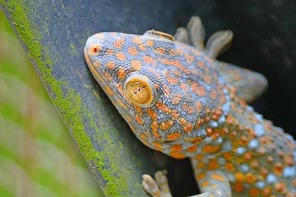 Gecko ödla — Stockfoto