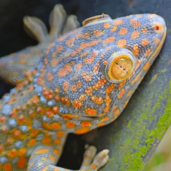 Gecko ödla — Stockfoto