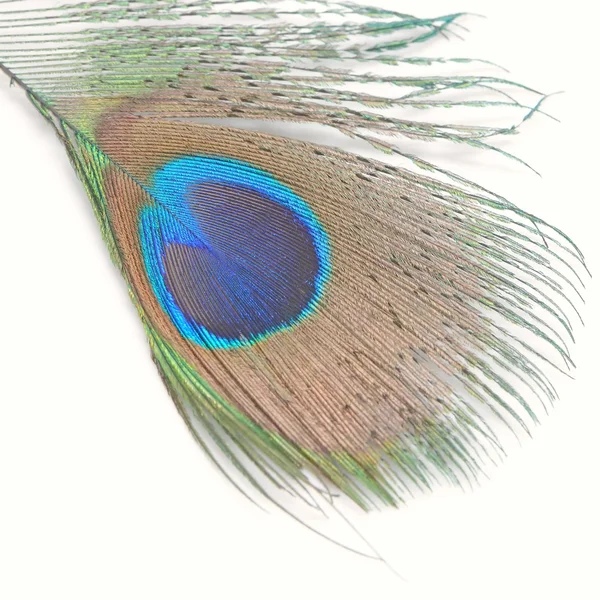 Green Peacock feathers — Stock Photo, Image