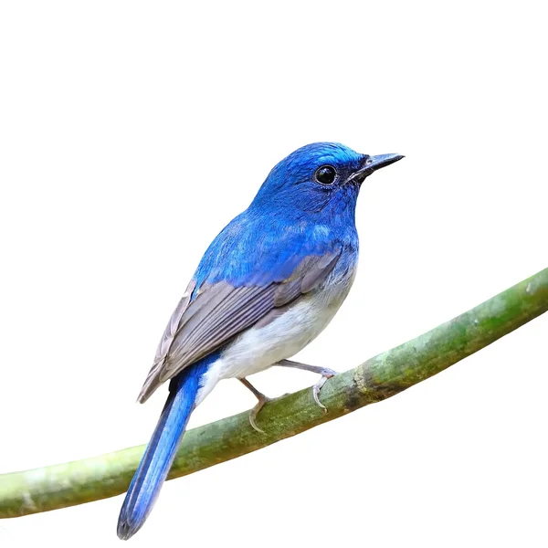 Male Hainan Blue Flycatcher isolated — Stock Photo, Image