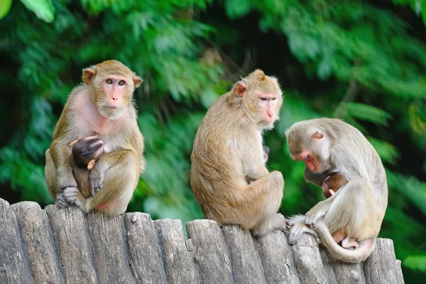 Macaco. — Fotografia de Stock