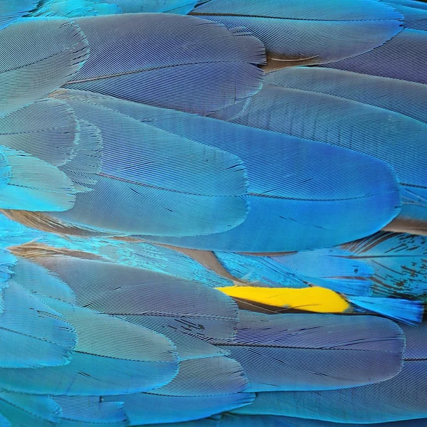 Penas de arara azul e dourada — Fotografia de Stock