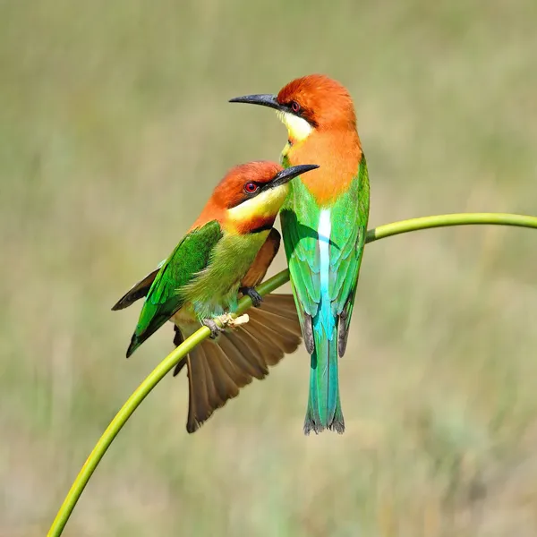 Kaštan vedl bee-eater — Stock fotografie