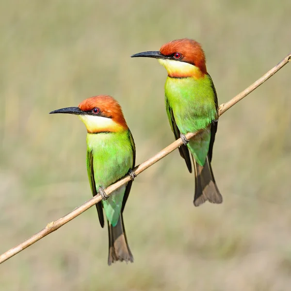 Kaštan vedl bee-eater — Stock fotografie