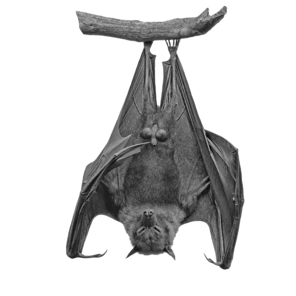 Flying fox — Stockfoto