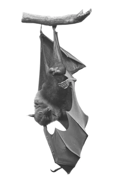 Flying fox — Stock fotografie