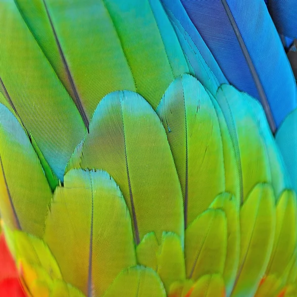 Greenwinged Amerika papağanı tüyler — Stok fotoğraf