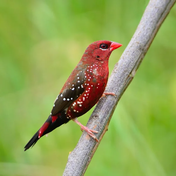 Männlich rot avadavat — Stockfoto