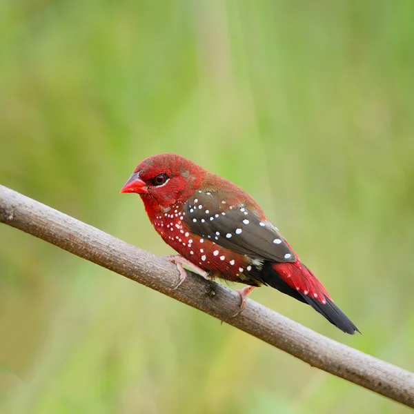 Macho Avadavat vermelho — Fotografia de Stock