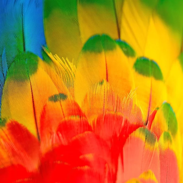 绯红金刚鹦鹉的羽毛 — 图库照片